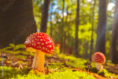 Sunny view of fly agaric mushrooms in a forest