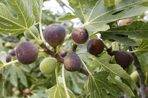 higos en rama de higuera