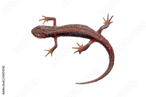 Common newt isolated on white