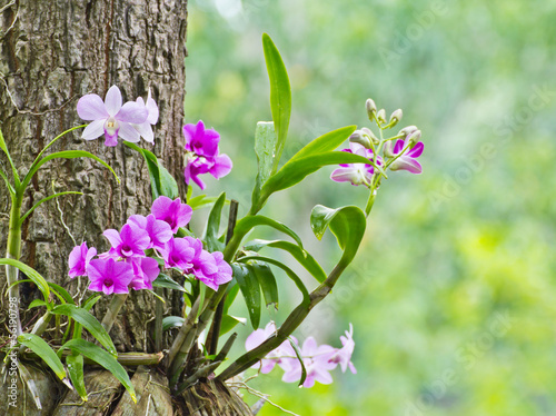 Orchids on the tree