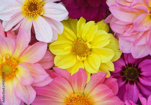 Background from yellow, red, purple dahlias