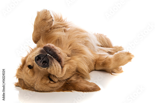 Golden Retriever dog on his back