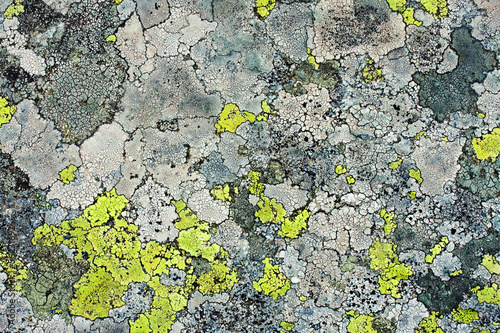 lichens as background