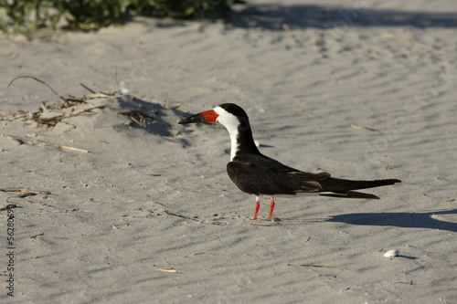 Black skimmer, Rynchops niger