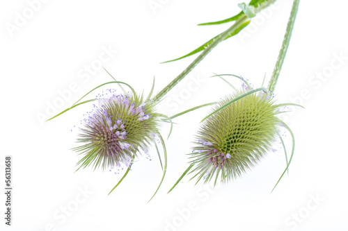 (Dipsacus silvestris) Wilde Karde - 2 Blüten liegend auf weiß