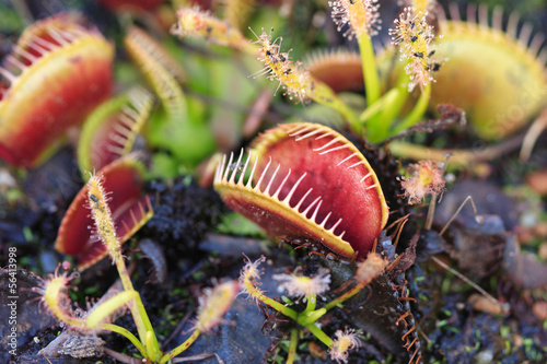 Venus Fly traps and Sundews carnivorous plants