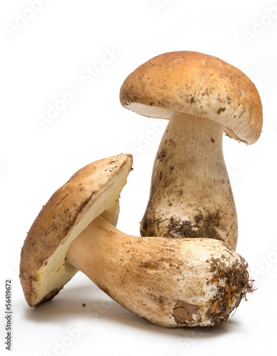 Funghi porcini