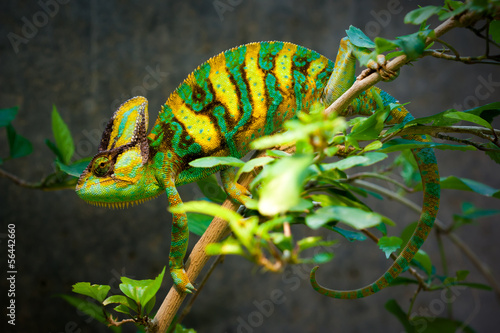 Veiled chameleon