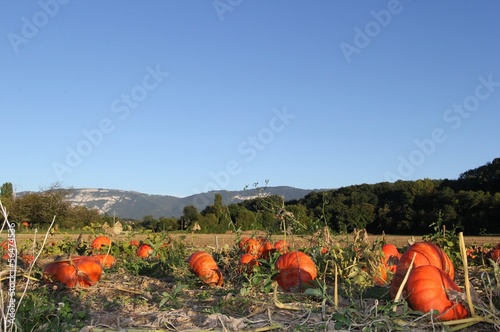 champ, campagne, courge , pumpkin, countryside
