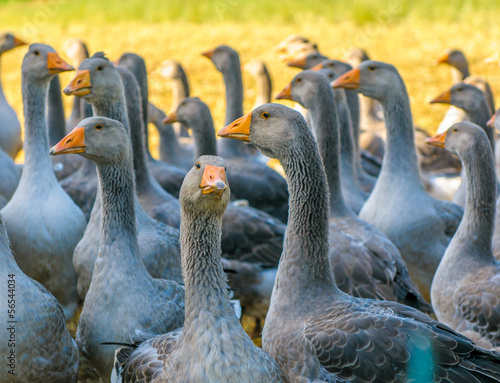 perigord geese