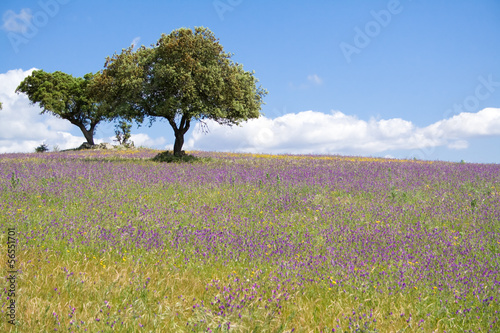 Spring landscape in Alentejo, Portugal.