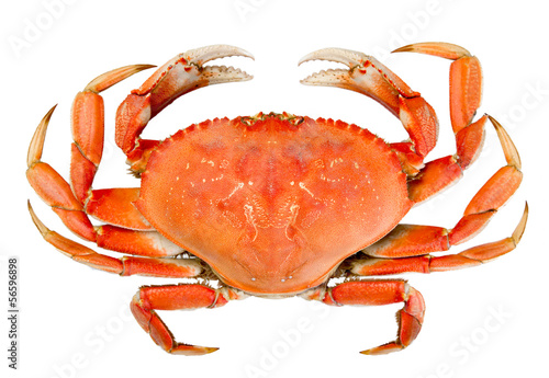 Isolated Whole Dungeness Crab