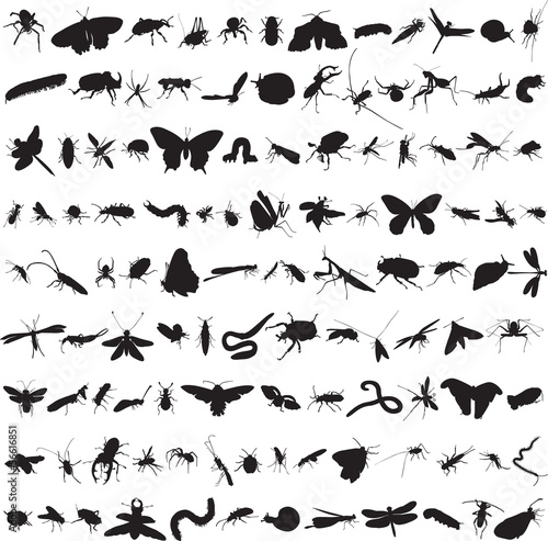 set of more than a hundred insects