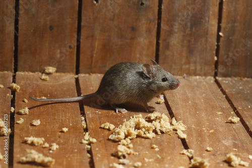 House mouse, Mus musculus,