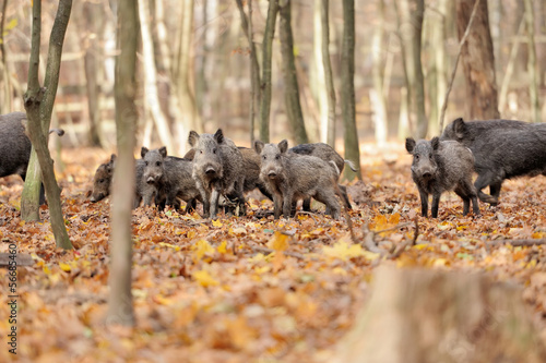 Wild boar in autumn forest