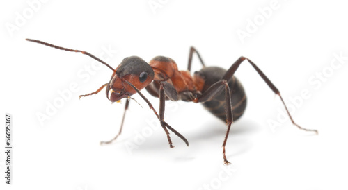 Odosobniona Czerwona mrówka