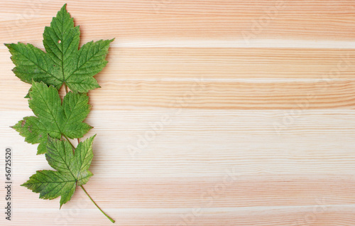 Three green sycamore leaves on a wooden background