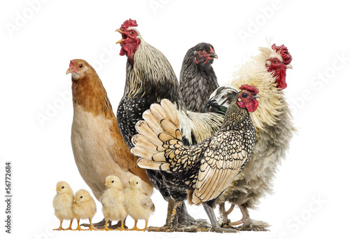 Group of hens, roosters and chicks, isolated on white