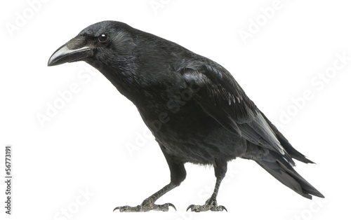 Carrion Crow with inquisitive look, Corvus corone, isolated