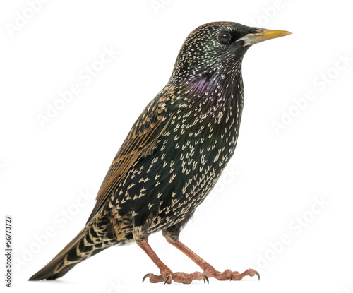 Side view of a Common Starling, Sturnus vulgaris, isolated on wh