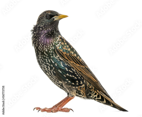 Side view of a Common Starling, Sturnus vulgaris, isolated