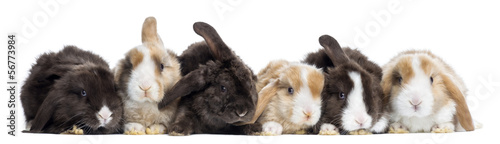 Satin Mini Lop rabbits in a row, isolated on white