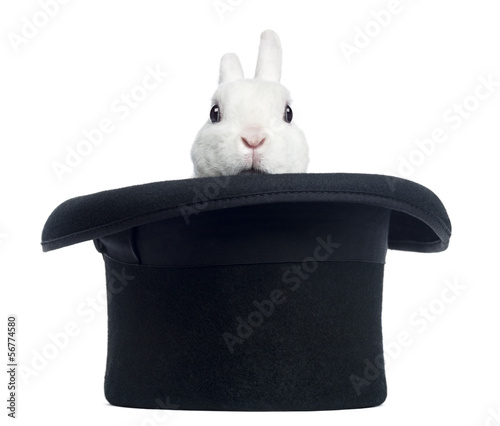 Mini rex rabbit appearing from a top hat, isolated on white