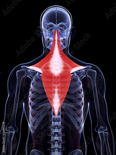 3d rendered illustration of the trapezius muscle