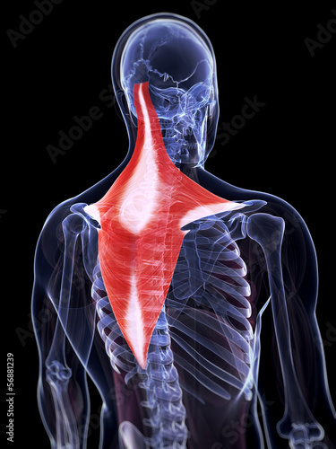 3d rendered illustration of the trapezius muscle