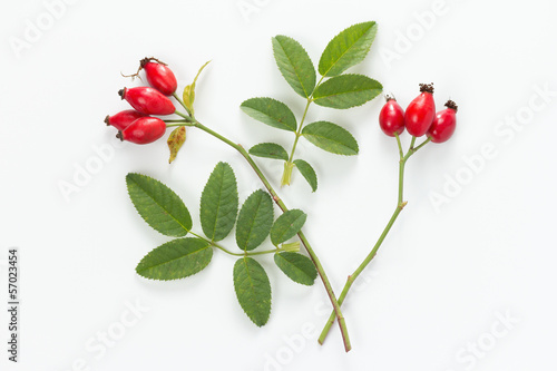 Rose hip (Rosa canina) with leaves