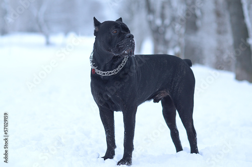 Cane corso dog in the snow