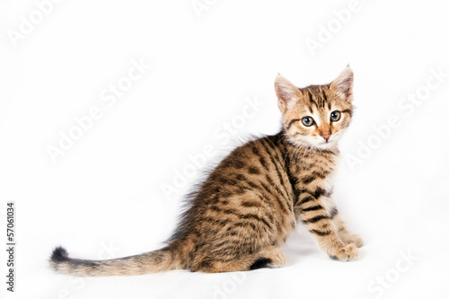 kitten sitting on white background