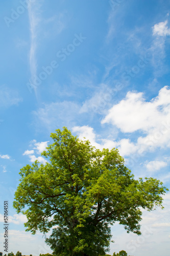 Baum vor blauem Himmel