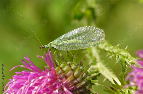 Gemeine Florfliege