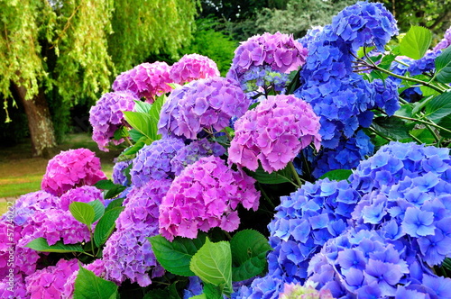 Hortensias dans un jardin