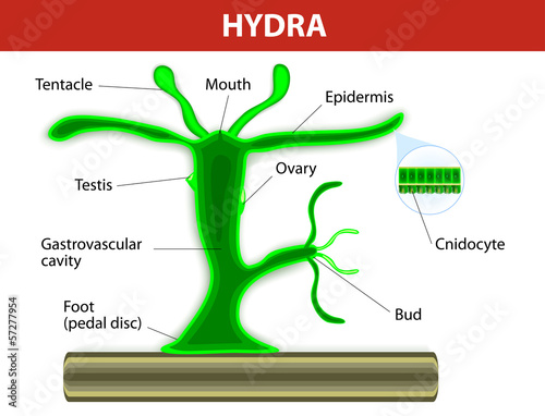 Structure of a hydra