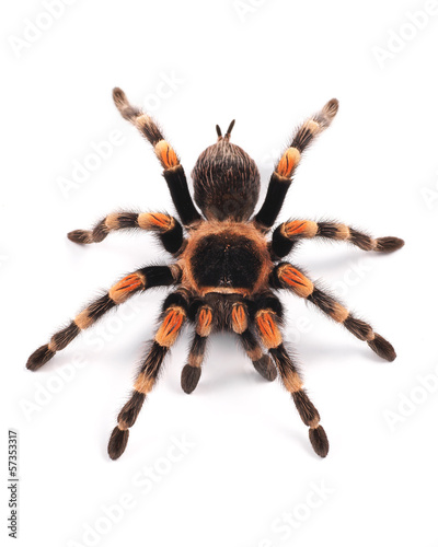 Tarantula spider, female (Brachypelma smithi)