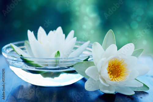 white lotus flower