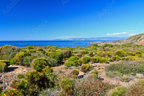 Mediterranean flora - Sardinia