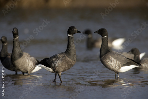 Brent goose, dark-bellied, Branta bernicla