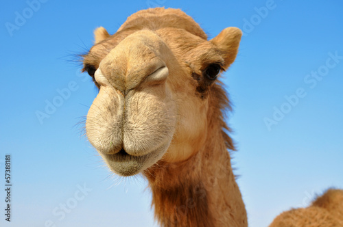 Close-up of a camel