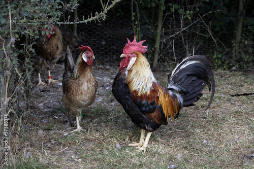 Brown leghorn