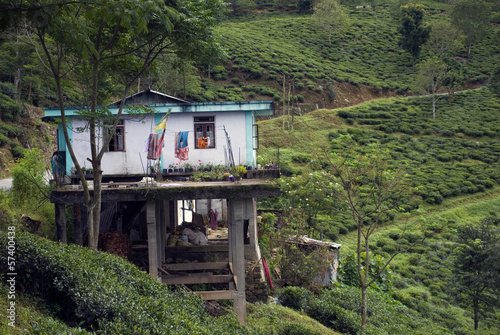 Tea Garden, West Bengal, India