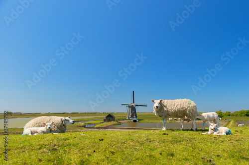 Sheep and windmill at Dutch island Texel