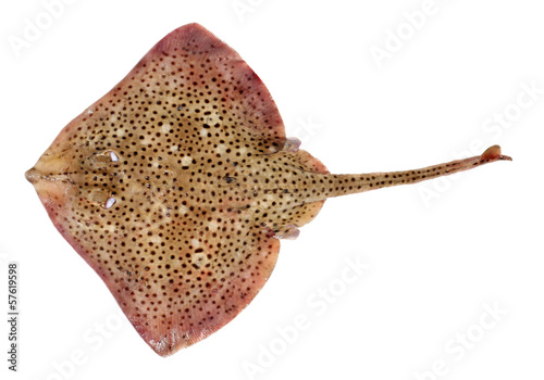 Spotted Ray Fish (Raja montagui) Isolated on White