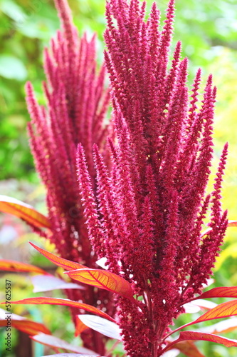 Red amaranth (Amaranthus cruentus)