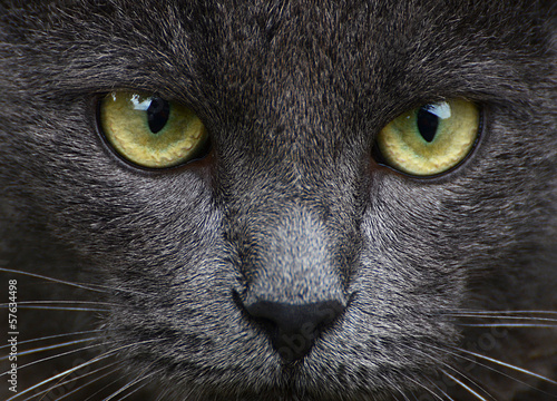 Close up portrait of grey kitten
