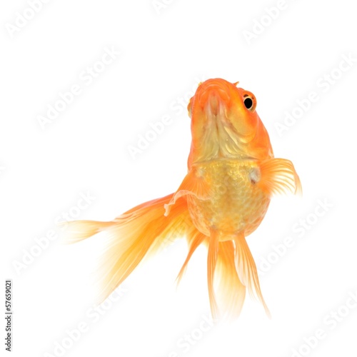 Goldfish on a white background