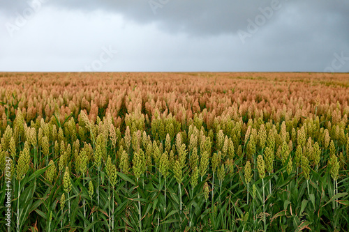 field of sorghum