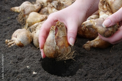 Zwiebel stecken - bulb planting 26